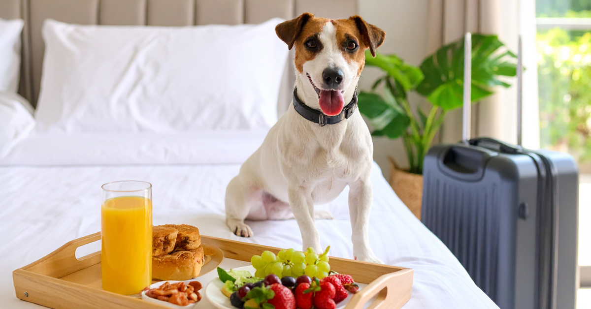 Hotel_Pet Friendly_Perdormire_Hotel